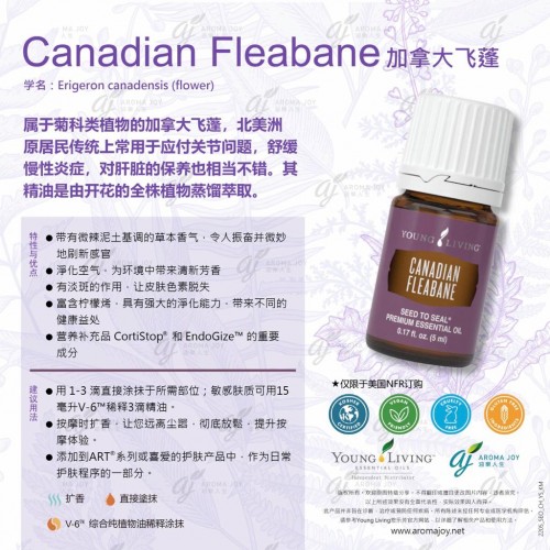 Canadian Fleabane 加拿大飛蓬